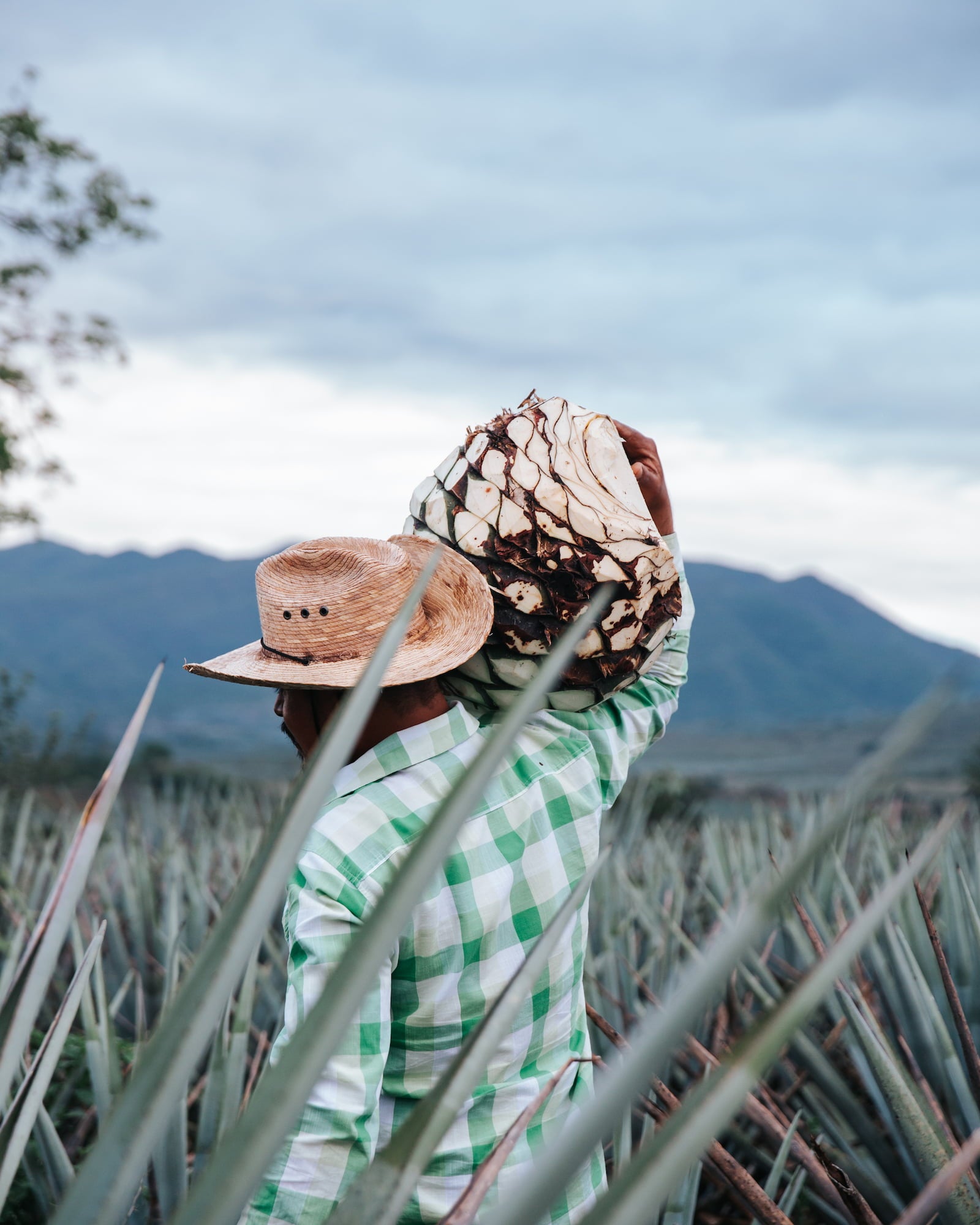 Young blue agave growing in red volcanic soil