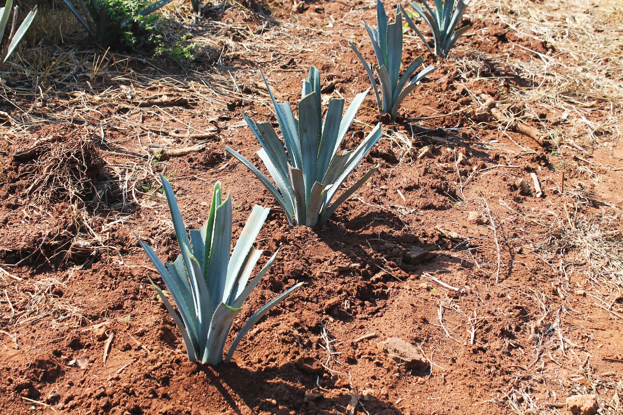 Composting agave fibre at the distillery